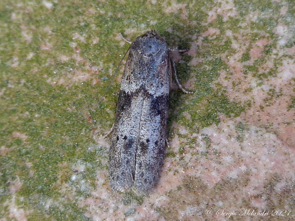 Blastobasis glandulella - Blastobasidae